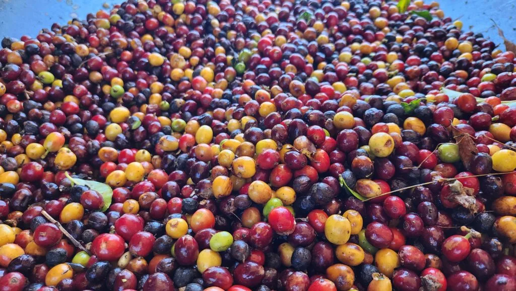 COFFEE-alchom